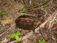 Cuora flavomarginata evelynae