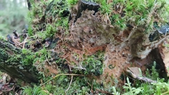 Asterodon ferruginosus