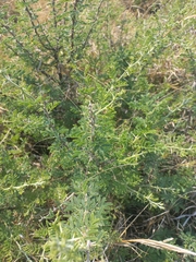 Vachellia hebeclada
