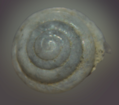 Euconulus fulvus