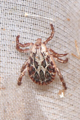 Dermacentor marginatus