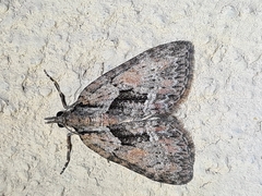 Microdes melanocausta