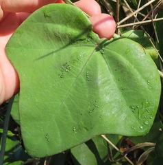 Passiflora rubrotincta