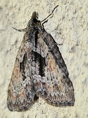 Microdes melanocausta