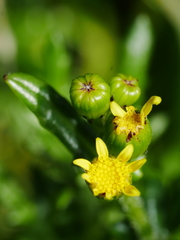 Senecio lautus