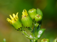 Senecio lautus