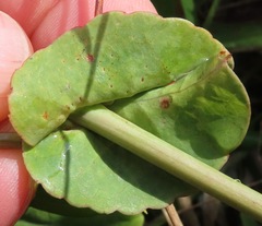 Passiflora rubrotincta