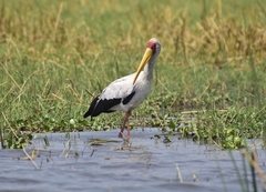 Mycteria ibis