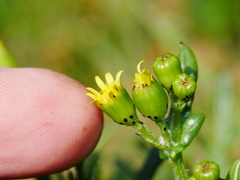 Senecio lautus