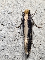 Monopis crocicapitella