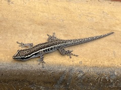 Lygodactylus capensis
