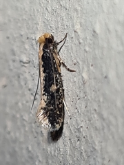 Monopis crocicapitella