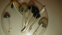 Coprinellus radians