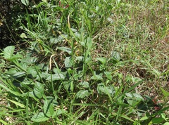 Siphocampylus orbignianus