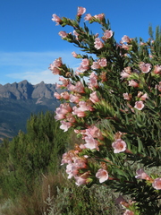 Lobostemon fruticosus