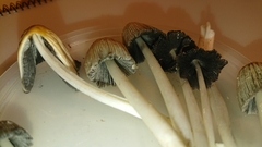 Coprinellus radians