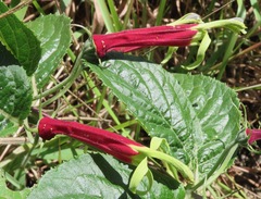 Siphocampylus orbignianus