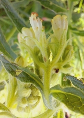 Symphytum officinale