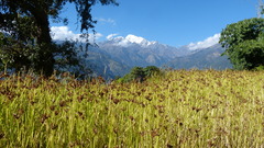 Eleusine coracana
