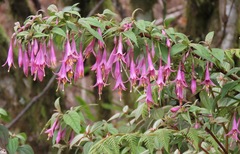 Fuchsia juntasensis
