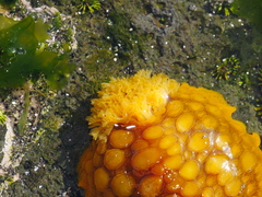 Doris wellingtonensis