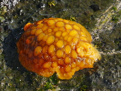 Doris wellingtonensis