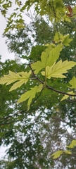 Acer saccharinum