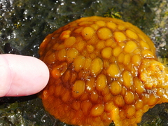 Doris wellingtonensis