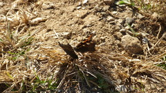 Aglais caschmirensis