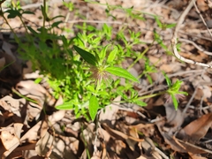 Opercularia echinocephala