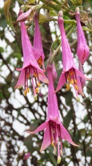 Fuchsia juntasensis
