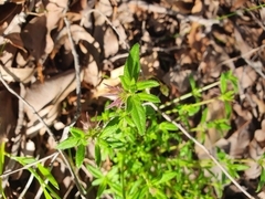 Opercularia echinocephala
