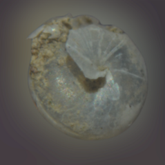 Euconulus fulvus