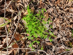 Opercularia echinocephala