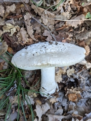 Amanita strobiliformis