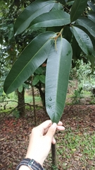 Photinia serratifolia