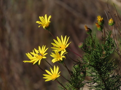 Euryops abrotanifolius
