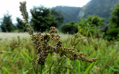 Eleusine coracana