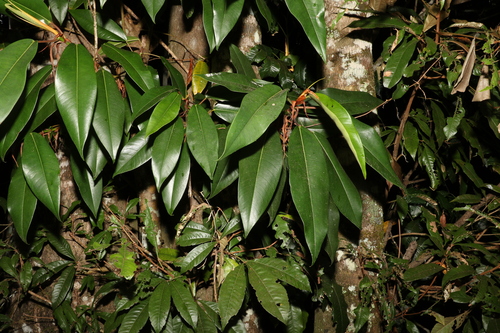 Image of Ficus pleurocarpa by (c) Greg Tasney, some rights reserved (CC BY-SA)