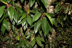 Ficus pleurocarpa