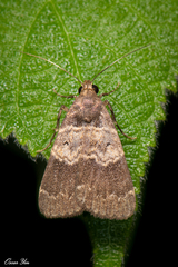 Hydrillodes lentalis