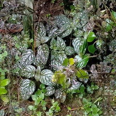 Hypoestes phyllostachya