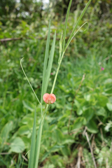 Lathyrus sphaericus