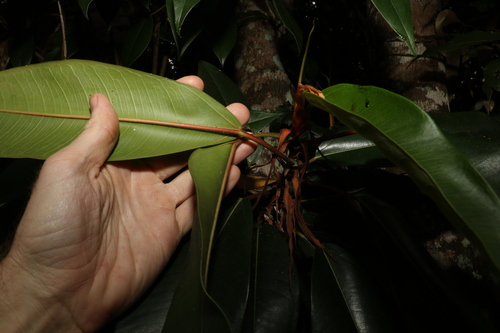 Image of Ficus pleurocarpa by (c) Greg Tasney, some rights reserved (CC BY-SA)
