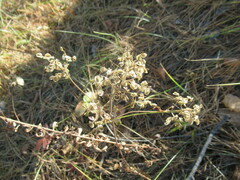 Patrinia rupestris