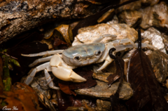 Geothelphusa cinerea