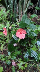 Impatiens walleriana