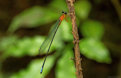 Indosticta deccanensis