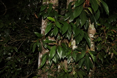 Ficus pleurocarpa