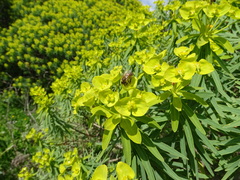 Euphorbia dendroides